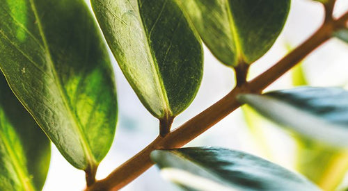 Powerful Natural Ingredients In BL Lashes' Lash Care Products